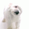 белая собачка