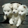 три щенка