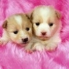 два щенка на розовом