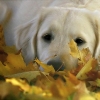 собака и осенние листья