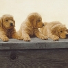 три щенка