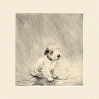 щенок под дождем