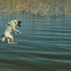 прыжок в воду