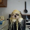 собака в спагетти