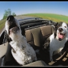 собаки в кабриолете