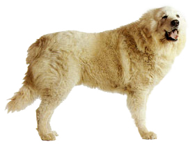 большая пиренейская горная собака