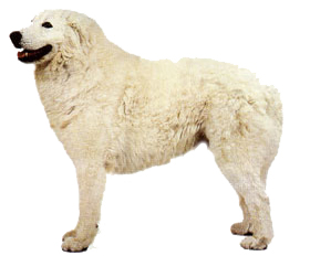 мареммо-абруццкая овчарка