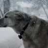 снег и собака                 