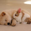 щенок и кролик