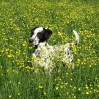 собака в поле